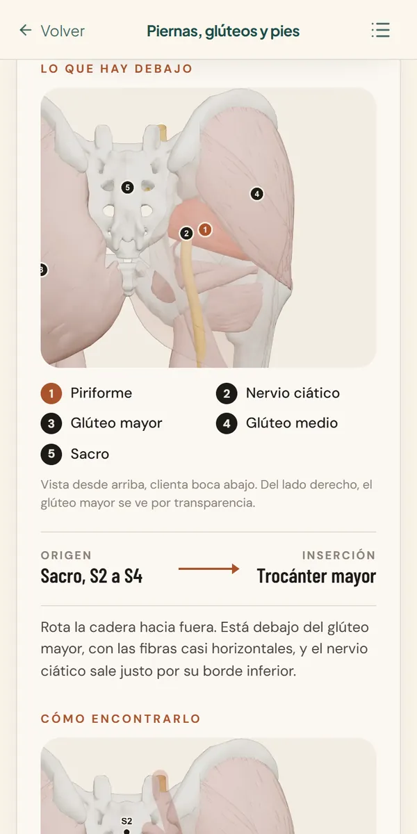 Lámina anatómica numerada del glúteo y el piriforme