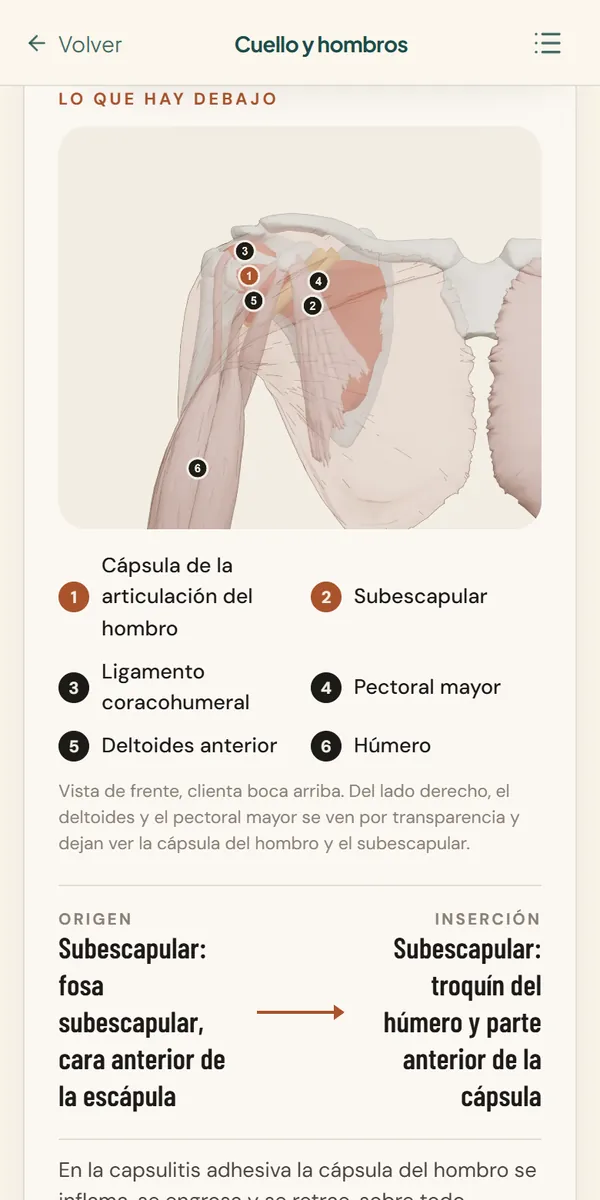 Lámina anatómica del hombro congelado